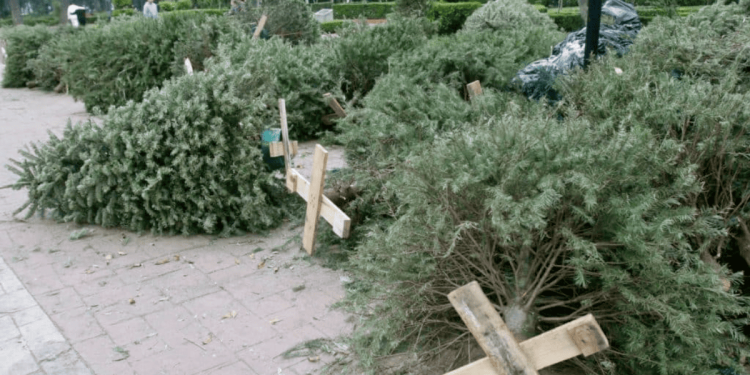 acopio-de-pinos-reciclaje-navideño-centros-de-acopio-pinos-naturales-Santiago
