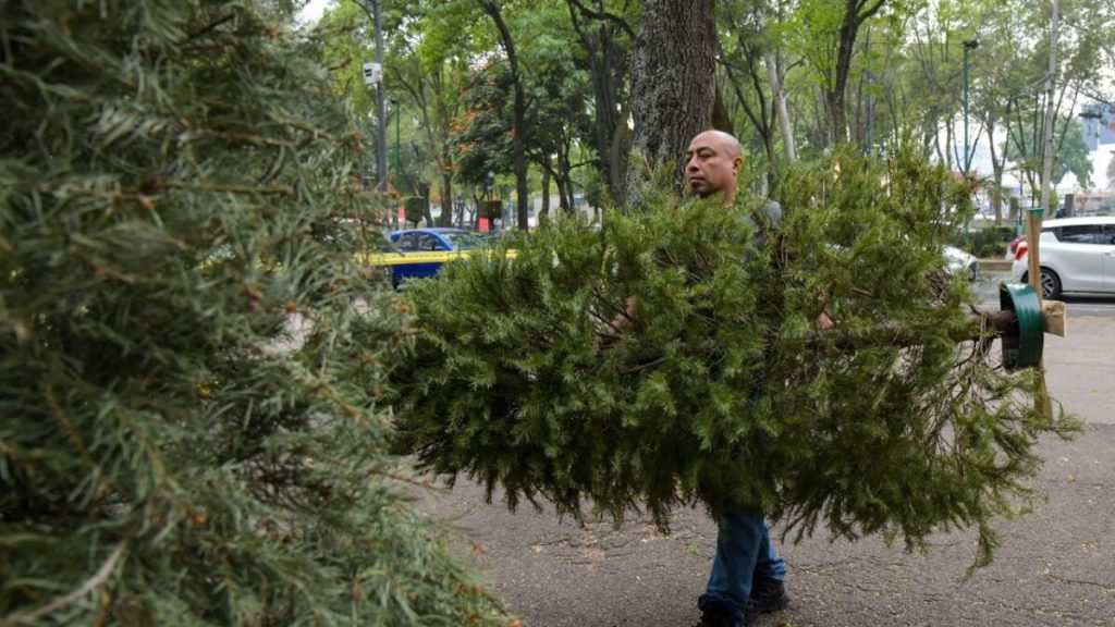 acopio-de-pinos-reciclaje-navideño-centros-de-acopio-pinos-naturales-Santiago