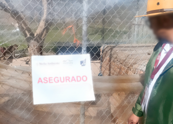 aseguramiento-de-animales-fauna-silvestre-maltrato-animal-profepa-Jaltomate