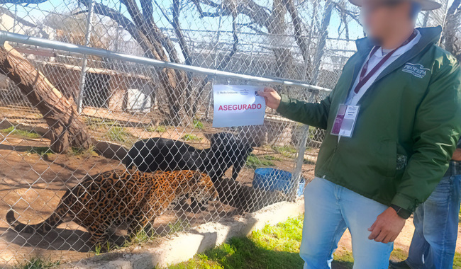 aseguramiento-de-animales-fauna-silvestre-maltrato-animal-profepa-Jaltomate