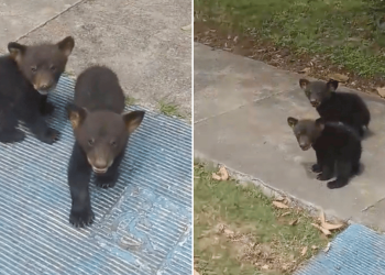 Avistamiento de osos en Monterrey preocupa a recientes por lo pelogrodo que puede ser.