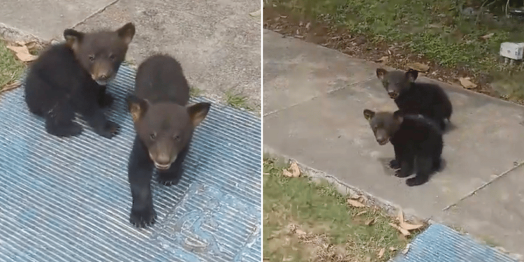 Avistamiento de osos en Monterrey preocupa a recientes por lo pelogrodo que puede ser.