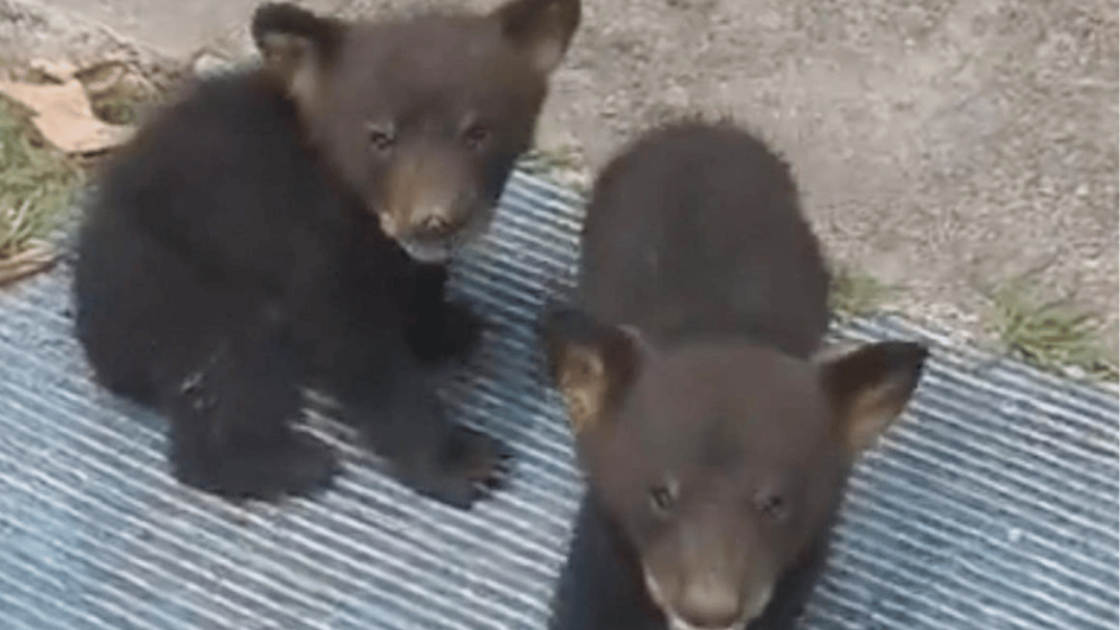 Avistamiento de osos en Monterrey preocupa a recientes por lo pelogrodo que puede ser.